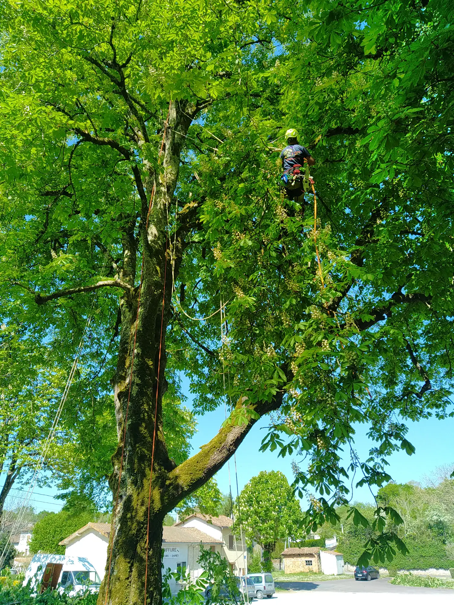 Haubanage d' arbres à Beauvoir-sur-Niort et Niort 